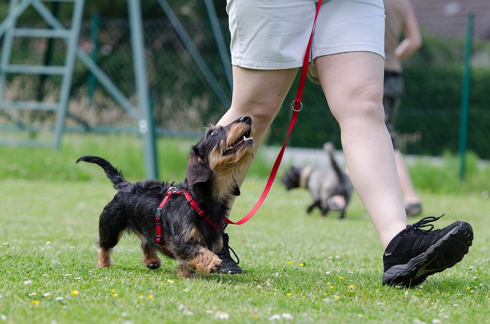 City of Pittsburg Parks & Recreation Department offers dog obedience classes