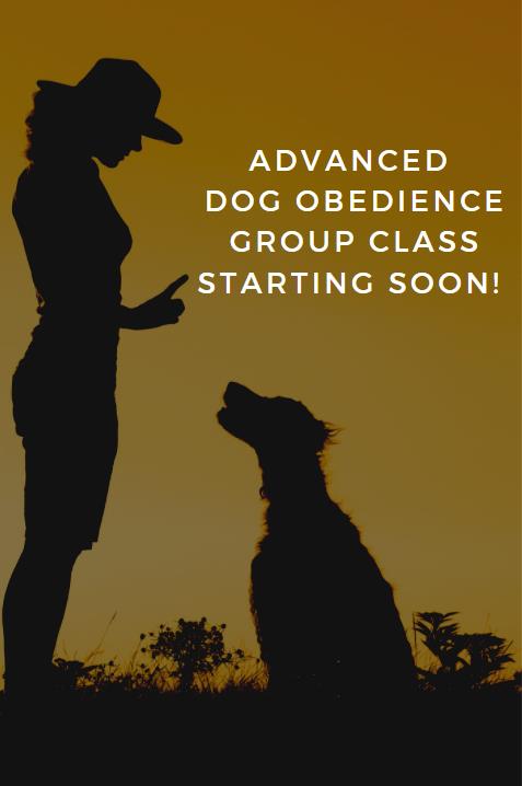 Dog Training Image