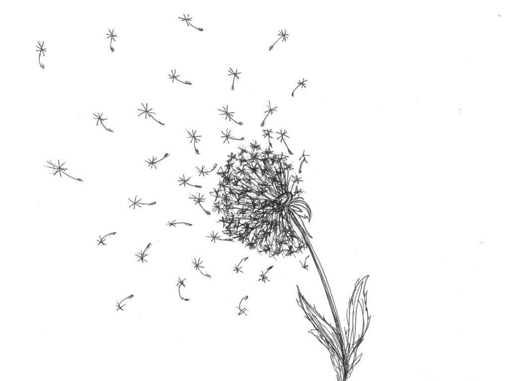 dandelion